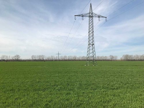 Wintergerstenbestand BBCH 32 SK 12.4.2022 Wintergerstenbestand BBCH 32 SK 12.4.2022