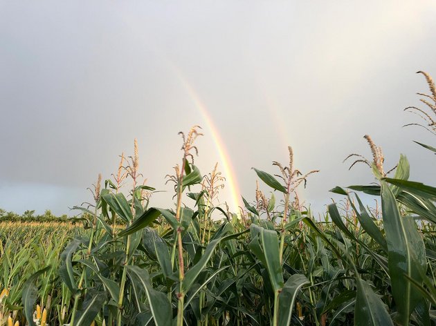 Impressionen aus dem Maisfeld mit Regenbogen