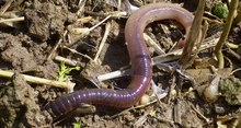 Tauwurm Lumbricus terrestris