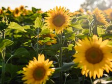 Sonnenblumen gezielt düngen – Ertrag und Ölgehalt mit gezielter Düngung optimieren