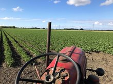 Porsche in Kartoffel