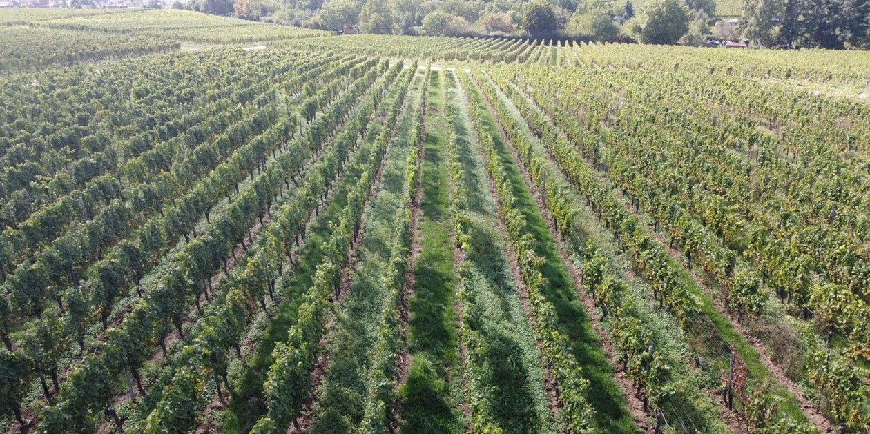 Die Geschichte des deutschen Weinbaus reicht rund 2.000 Jahre zurück. 