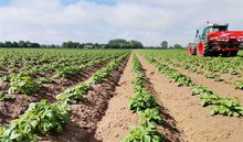 Düngung in Kartoffeln