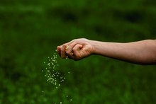 Hand streut Dünger