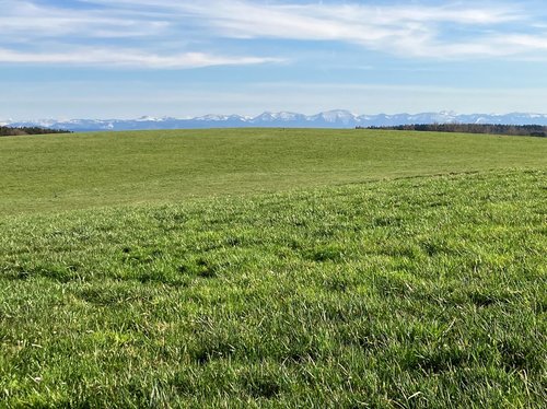 Grünland in Höhenlage, zeitiges Frühjahr, Wachstumsbeginn Grünland in Höhenlage, zeitiges Frühjahr, Wachstumsbeginn