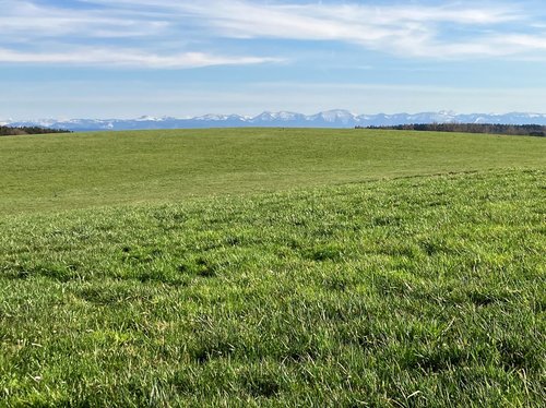 Grünland in Höhenlage, zeitiges Frühjahr, Wachstumsbeginn