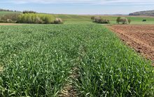 Blick in die Bestände – Wintergerste & Winterroggen „Anspruchslos? Von wegen!“