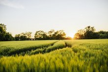 Feld im Sonnenuntergang