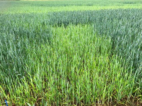 Schwefelmangel im Weizen