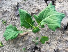 Winterraps im 4-Blatt-Stadium