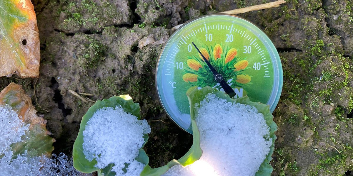 Schwere Zeiten für Raps und Getreide