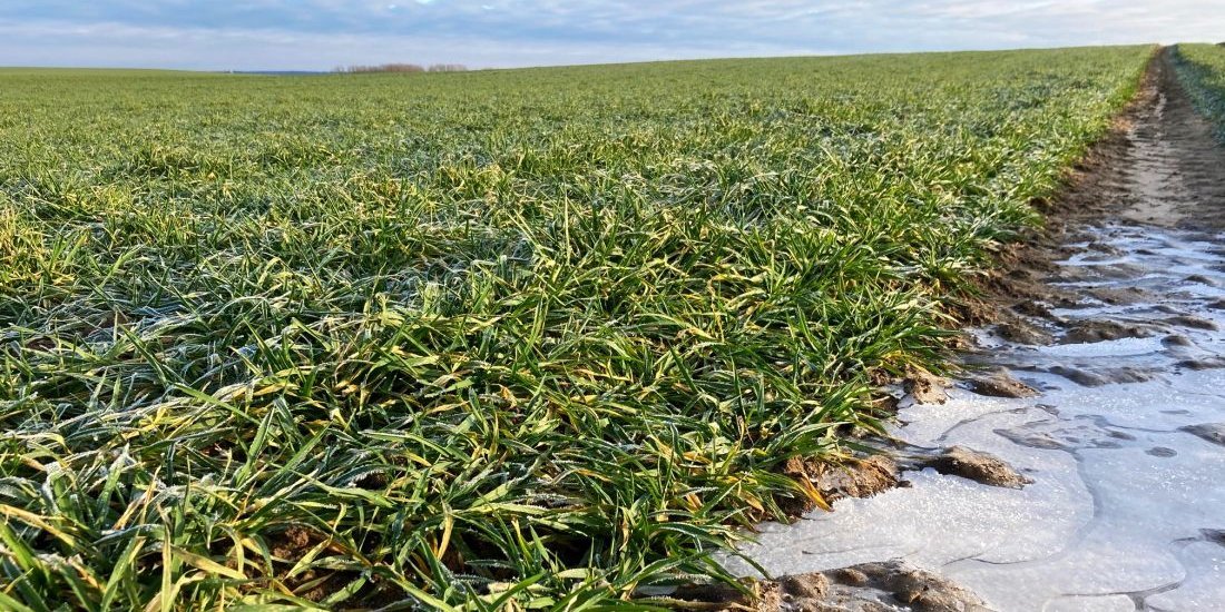 Getreidebestand in Mecklenburg-Vorpommern
