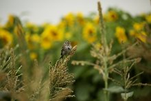 Vogel auf Maispflanze