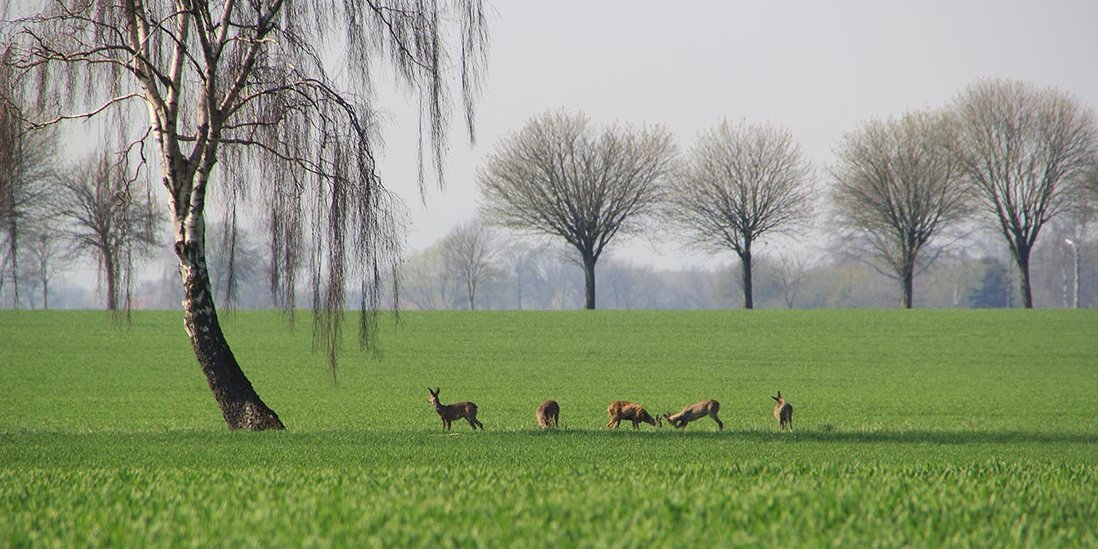 Ausgewogene Pflanzenernährung gegen Krankheits- und Schädlingsbefall Ausgewogene Pflanzenernährung gegen Krankheits- und Schädlingsbefall