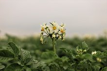 Kartoffelpflanze mit Blüte