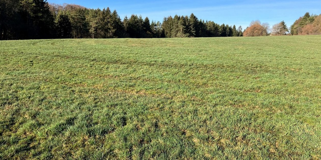 Grünland in Höhenlage, zeitiges Frühjahr, nach Gülleausbringung Grünland in Höhenlage, zeitiges Frühjahr, nach Gülleausbringung
