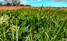 Düngung im Grünland – Fitte Bestände in Trockenjahren