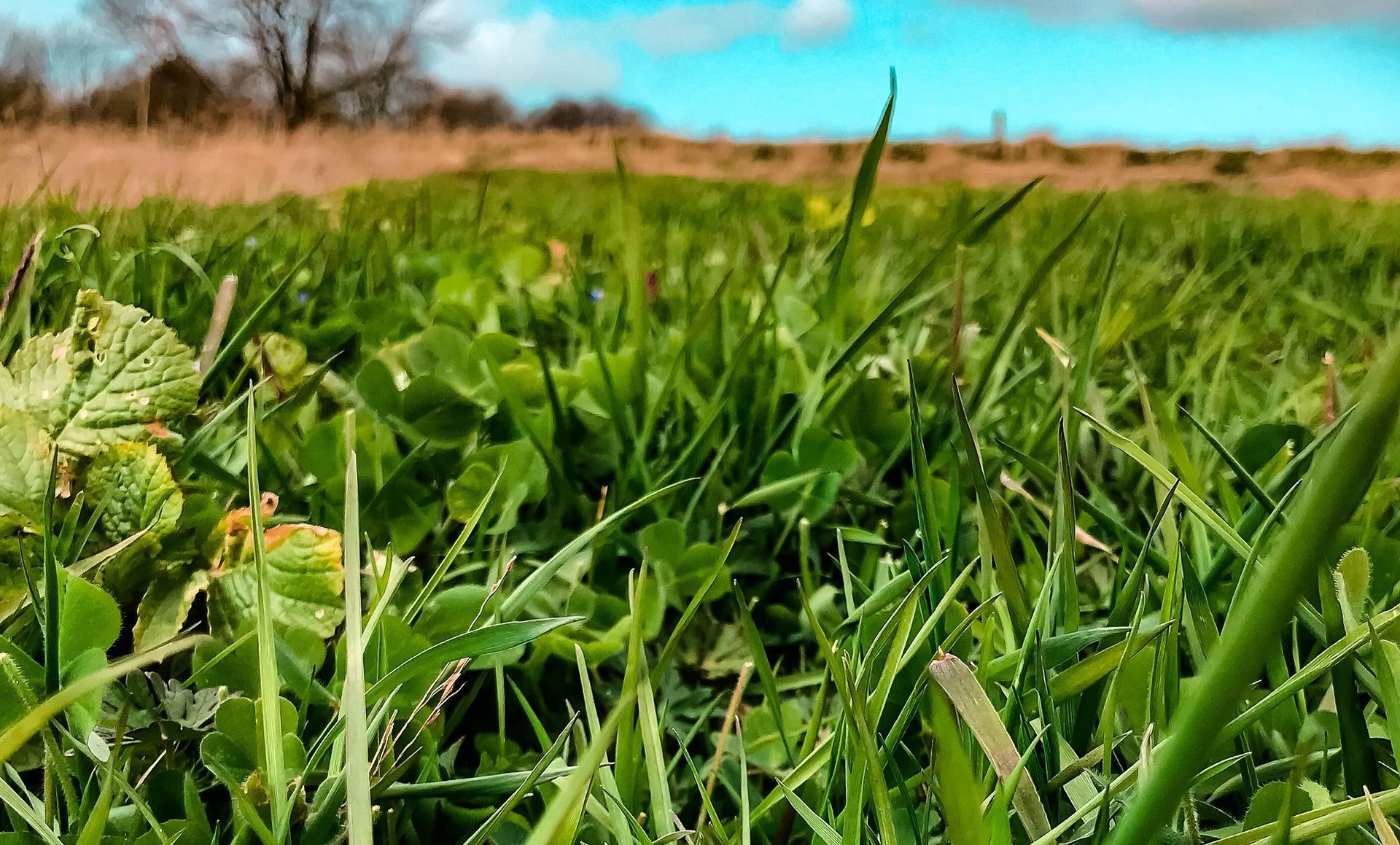 Düngung im Grünland – Fitte Bestände in Trockenjahren Düngung im Grünland – Fitte Bestände in Trockenjahren
