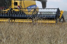 N-stabilisierte Dünger überzeugen 2022 im Raps