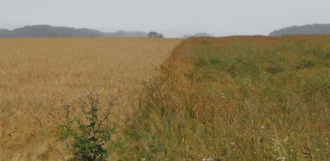 Vergleich ökologische und konventionelle Landwirtschaft Vergleich ökologische und konventionelle Landwirtschaft
