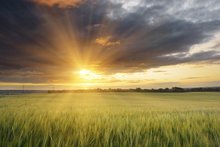 Mit ALZON® neo-N gehen Ökonomie und Ökologie Hand in Hand.