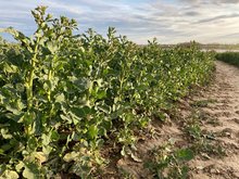 Blick in die Bestände – Winterraps „Die Ruhe vor dem Sturm“