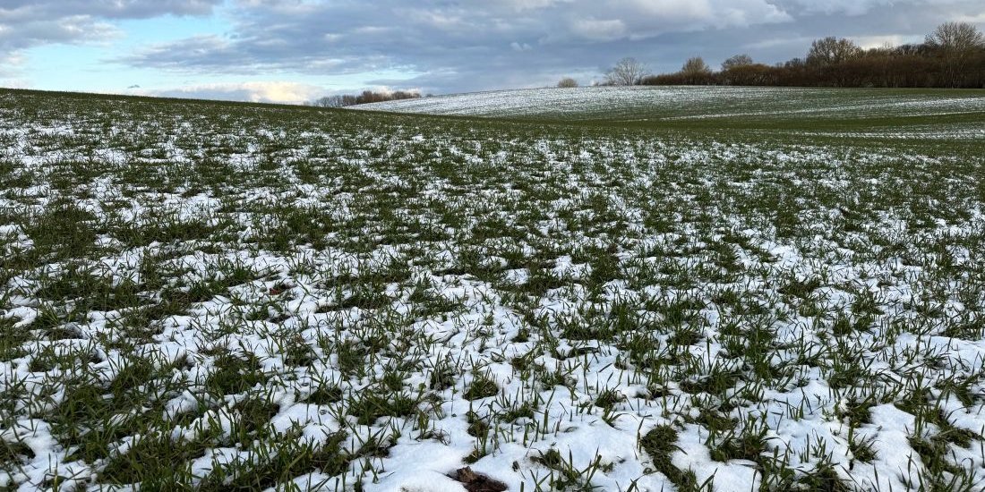 Weizen im Schnee