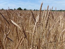 Dinkel – Nischenkultur im Aufwind