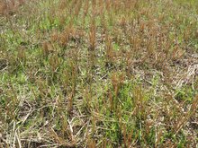 Flächiger Auflauf von Ackerfuchsschwanz