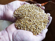 Durum (Triticum durum)