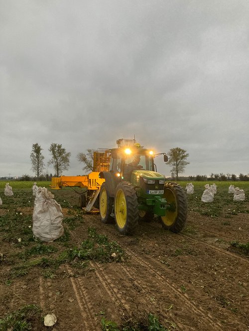 Ernte der Zuckerrüben