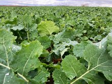 Stark entwickelter Winterraps