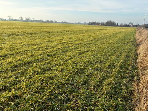 Wintergerste nach Schneeschmelze