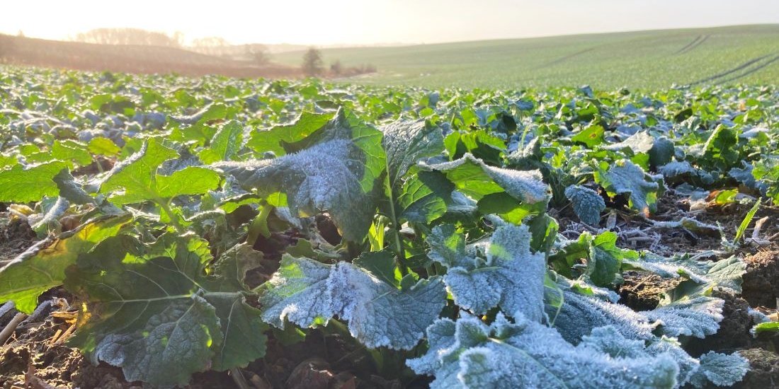 Rapsbestand in Mecklenburg-Vorpommern
