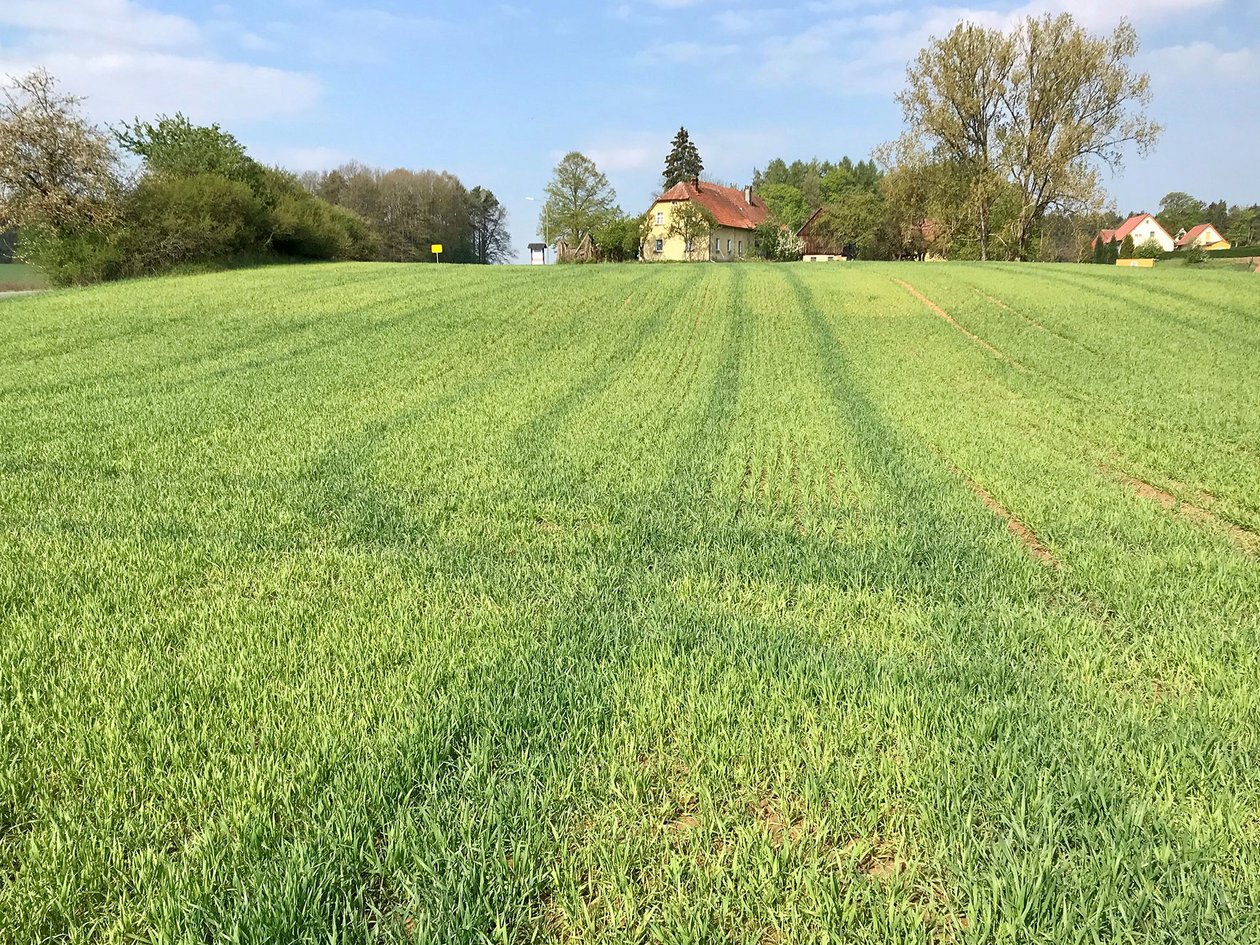Manganmangel in der Sommergerste