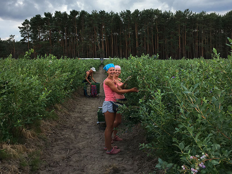 Gute Stimmung bei der Heidelbeer-Ernte