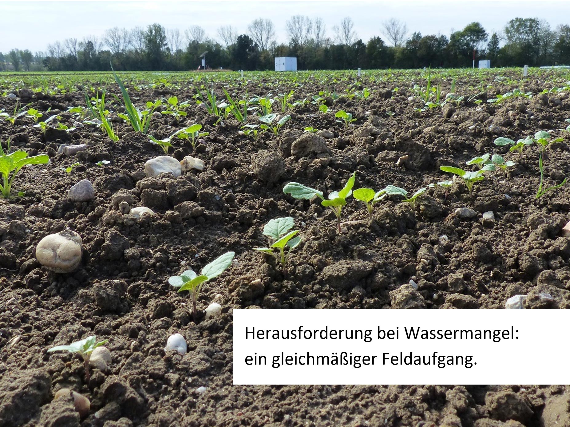 Herausforderung bei Wassermangel: ein gleichmäßiger Feldaufgang Herausforderung bei Wassermangel: ein gleichmäßiger Feldaufgang