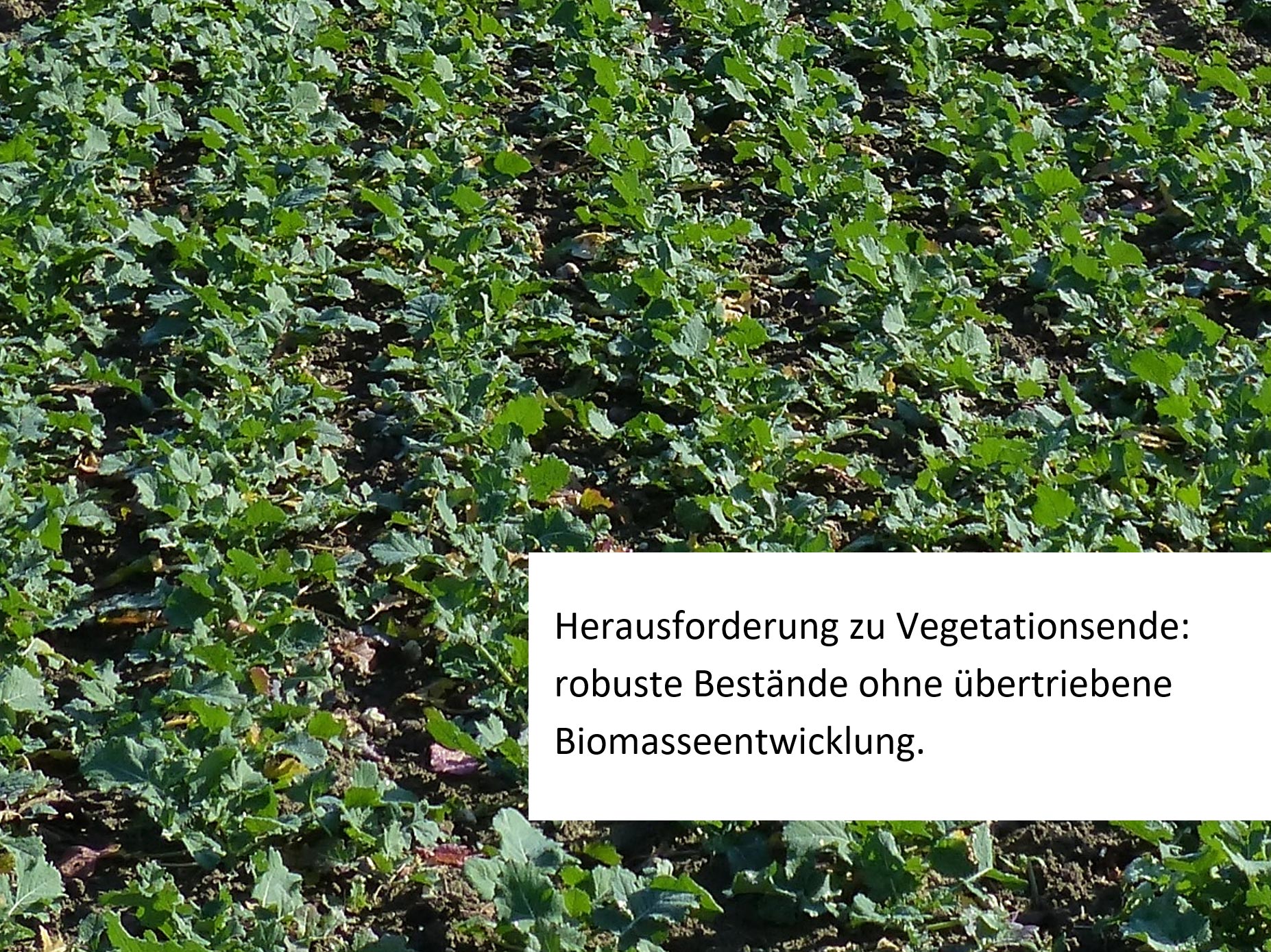 Herausforderung zu Vegetationsende: robuste Bestände ohne übertriebene Biomasseentwicklung Herausforderung zu Vegetationsende: robuste Bestände ohne übertriebene Biomasseentwicklung