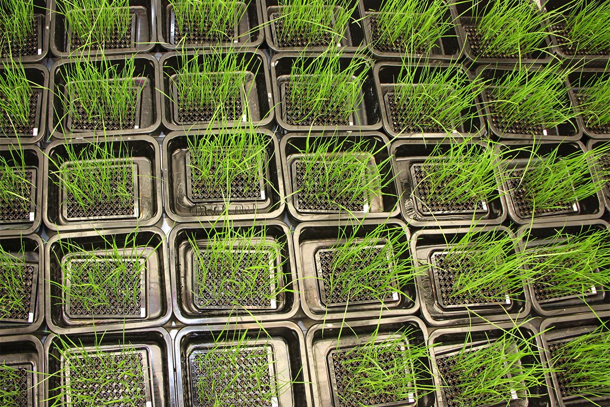 Weidelgras-Pflanzen kurz vor der Ernte