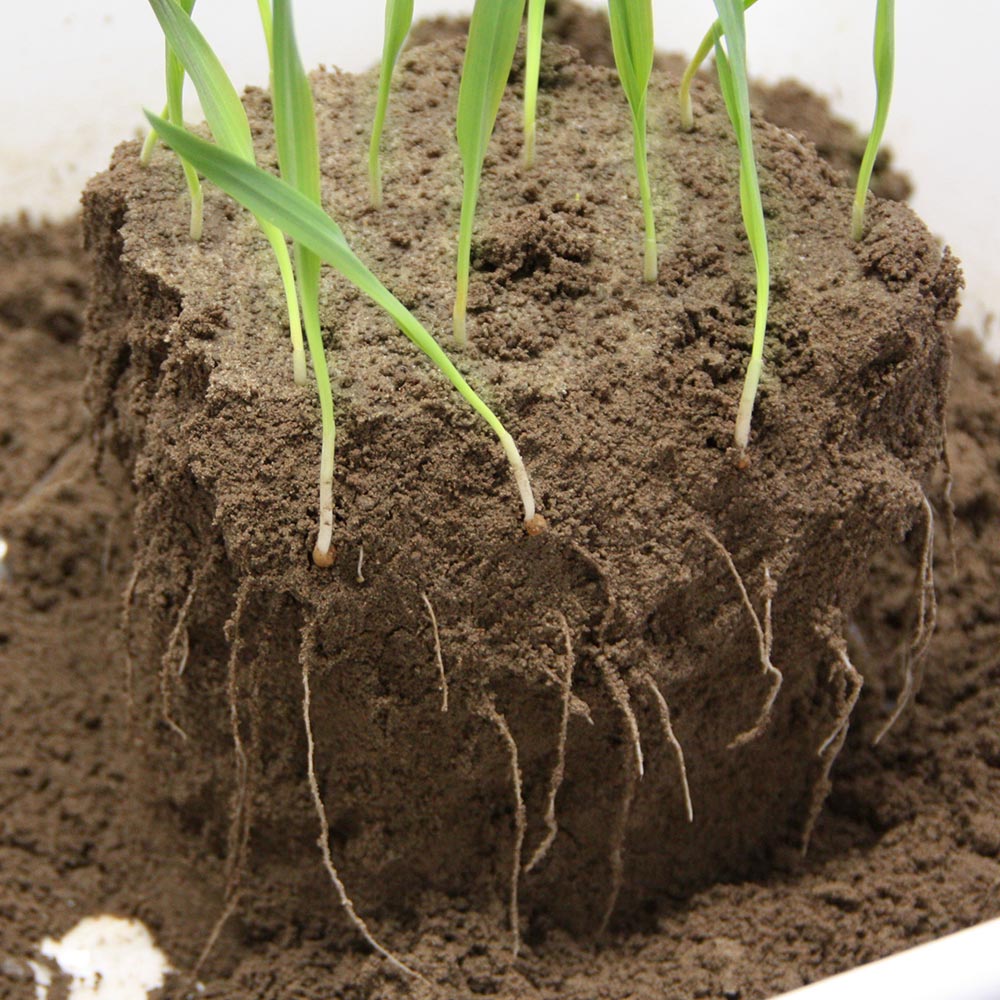 Prüfung des Wurzelwachstums bei Gerste auf konventionellem Weg und mit moderner Scan-Technik