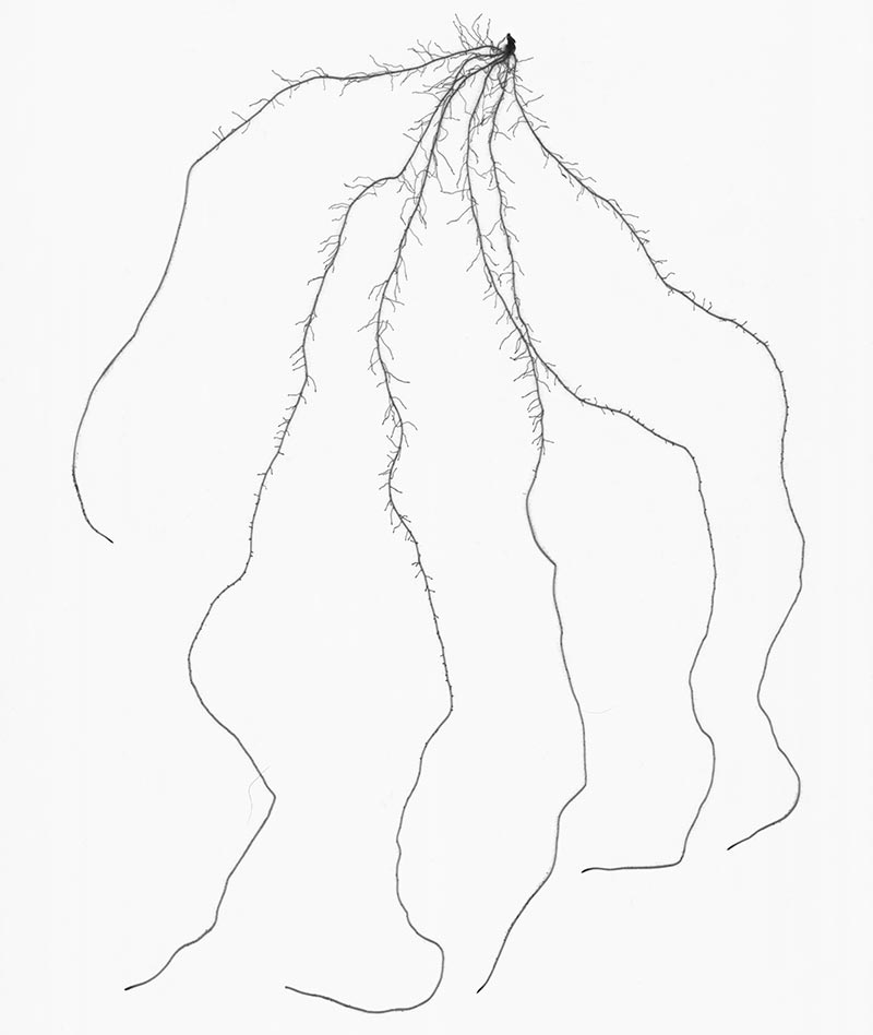 Prüfung des Wurzelwachstums bei Gerste auf konventionellem Weg und mit moderner Scan-Technik