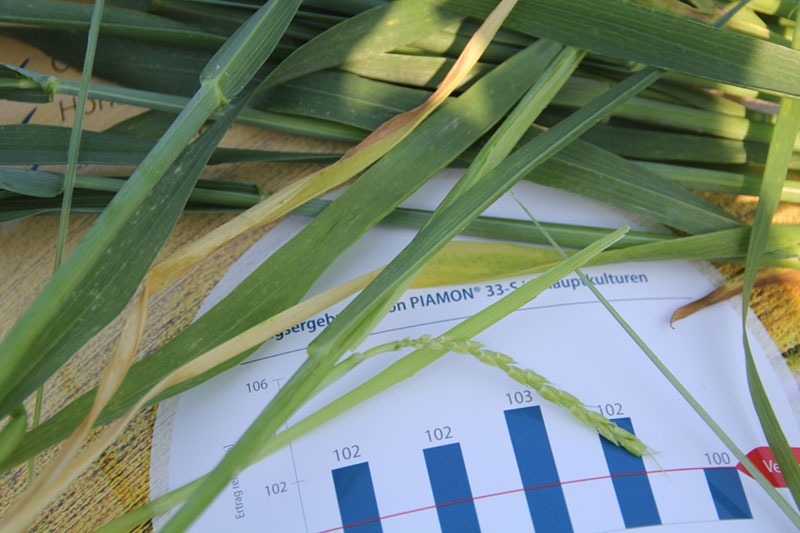 Für die Spätgabe mit traditionellen Düngemitteln: PIAMON 33-S Für die Spätgabe mit traditionellen Düngemitteln: PIAMON 33-S