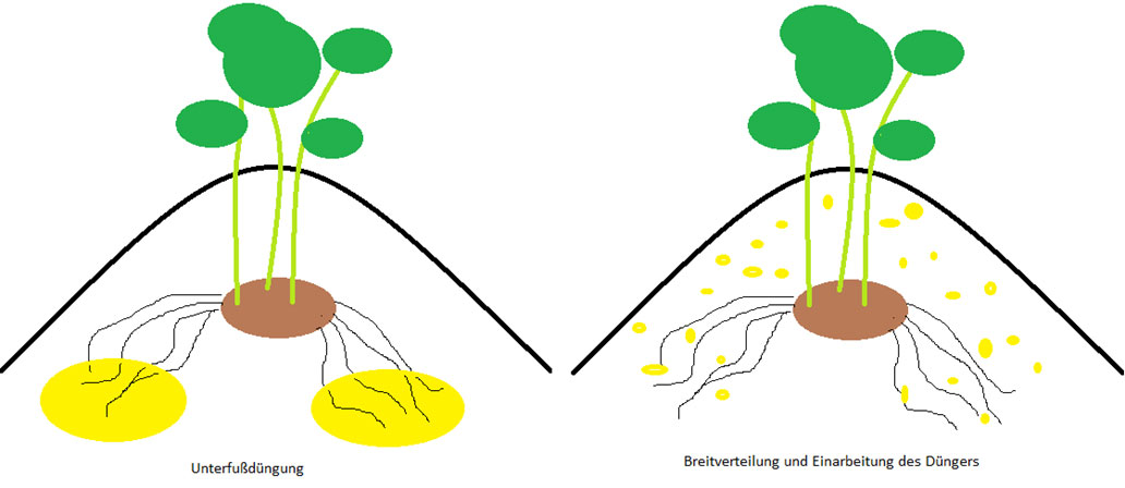 Schematische Darstellung einer Unterfußdüngung der Kartoffel zu einer breit verteilten Düngung mit anschließender Einarbeitung (eigene Darstellung).