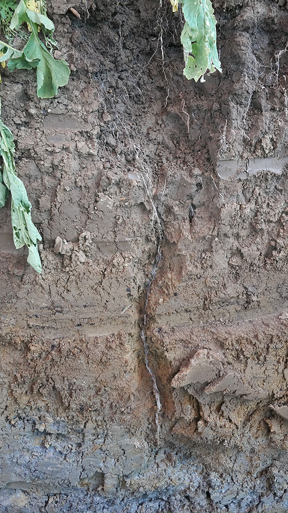 Die Bodenfeuchte im Frühjahr für die Stickstoffdüngung nutzen 