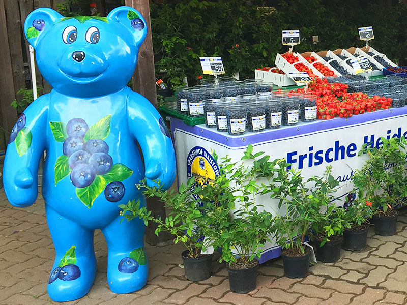 Heidelbeersaison: Blau bei der Arbeit