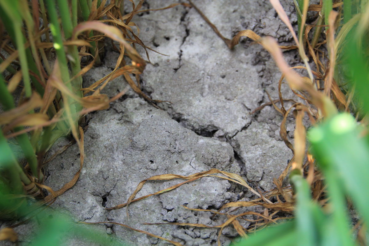 Die N-Effizienz der Ährengabe zu Winterweizen ist stark wetterabhängig Die N-Effizienz der Ährengabe zu Winterweizen ist stark wetterabhängig