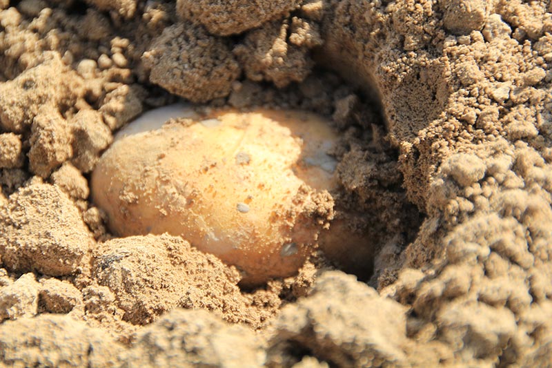 Ordentlicher Aufwand für eine Menge Sorten der gelben Knollen auf einer kleinen Anbaufläche. Ordentlicher Aufwand für eine Menge Sorten der gelben Knollen auf einer kleinen Anbaufläche.