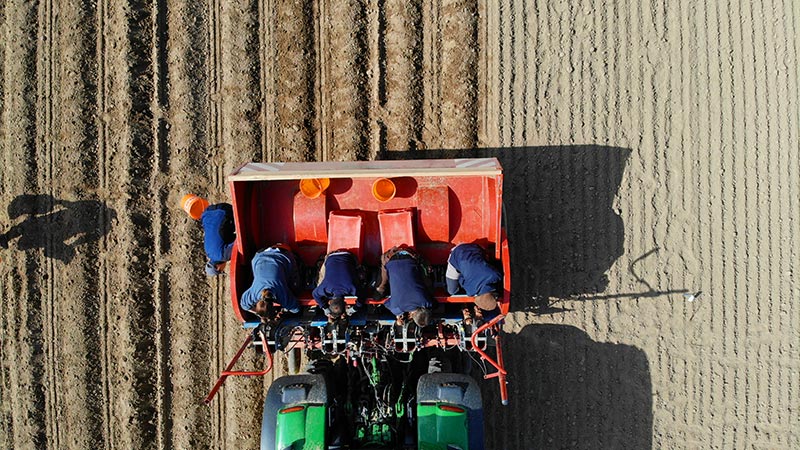 Helfer, die für die Belegung der Pflanzbecher mit Knollen gesorgt haben. Helfer, die für die Belegung der Pflanzbecher mit Knollen gesorgt haben.
