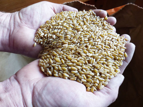 Durum (Triticum durum)