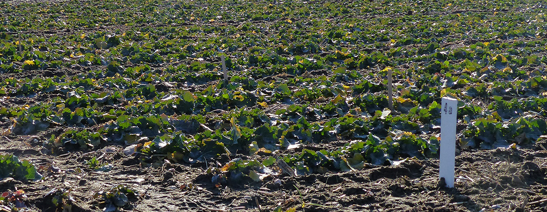 Mit angepasster Stickstoffdüngung Wasser sparen Mit angepasster Stickstoffdüngung Wasser sparen